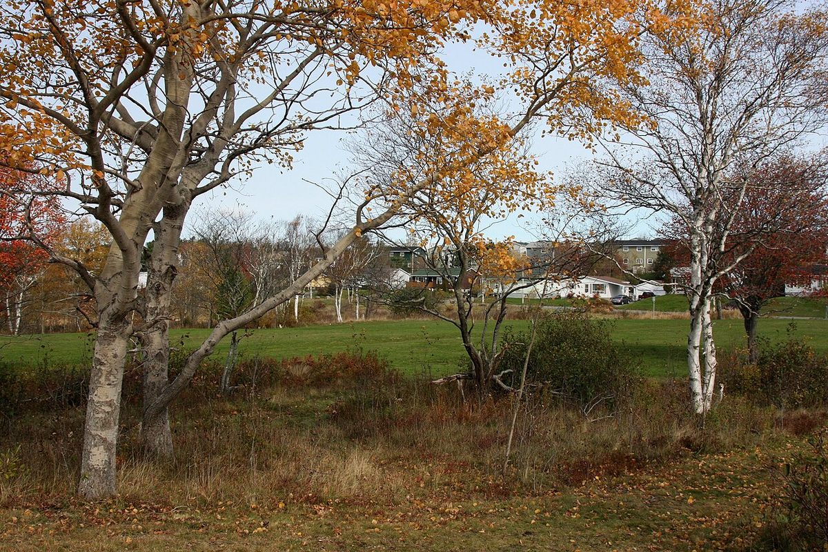 An off-leash dog park trail with a dog and its owner