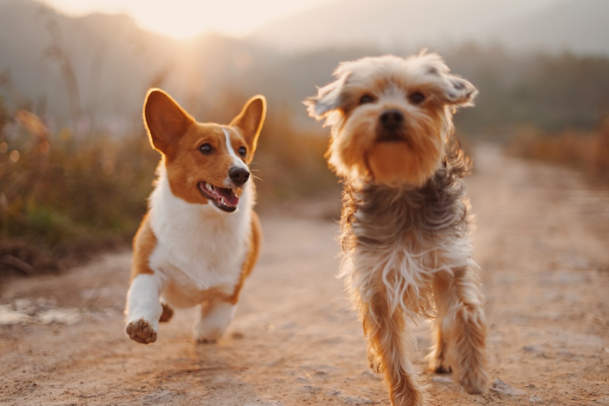 夕日の道を走ってくる二匹の犬
